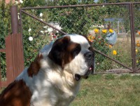 /album/fotogaleria-arkada-de-averlades-molly/hpim0596-jpg/