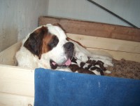 /album/fotogaleria-arkada-de-averlades-molly/hpim0628-jpg/